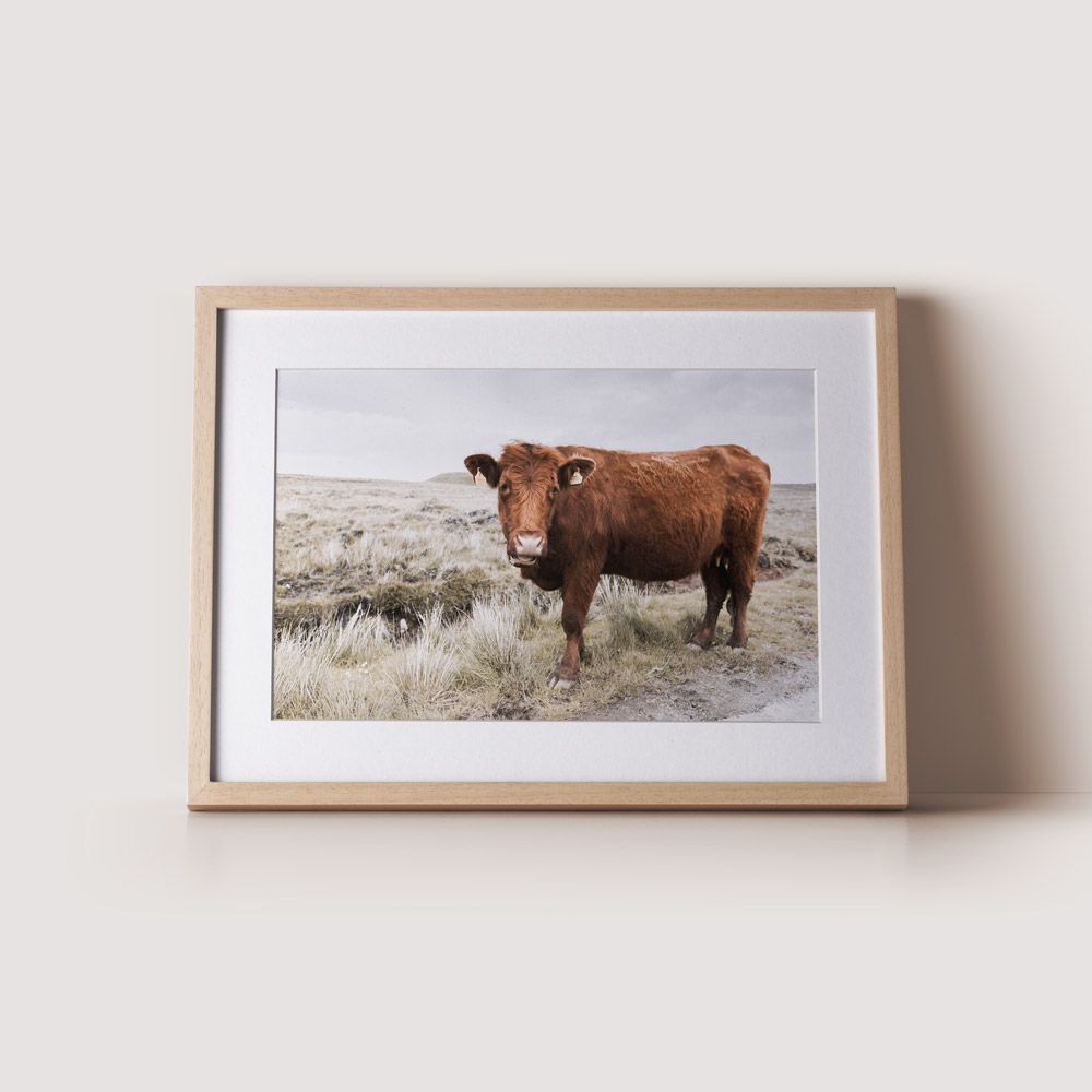 Scottish Cow - Passport Pleasures Luxury Travel